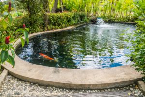 koi fish carps swimming in garden pond